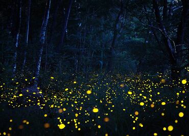 Lánzate al Festival de las Luciérnagas en el Bosque Esmeralda
