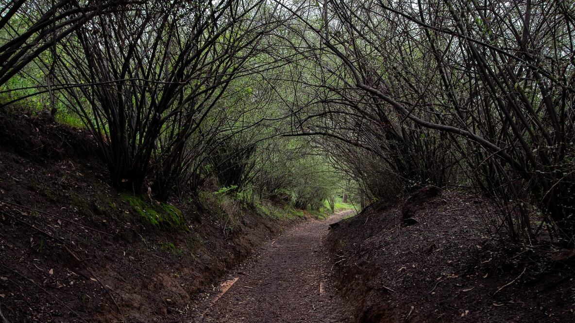 Conoce los detalles de la noche de terror en el Bosque de Chapultepec. Foto: Facebook Bosque de Chapultepec