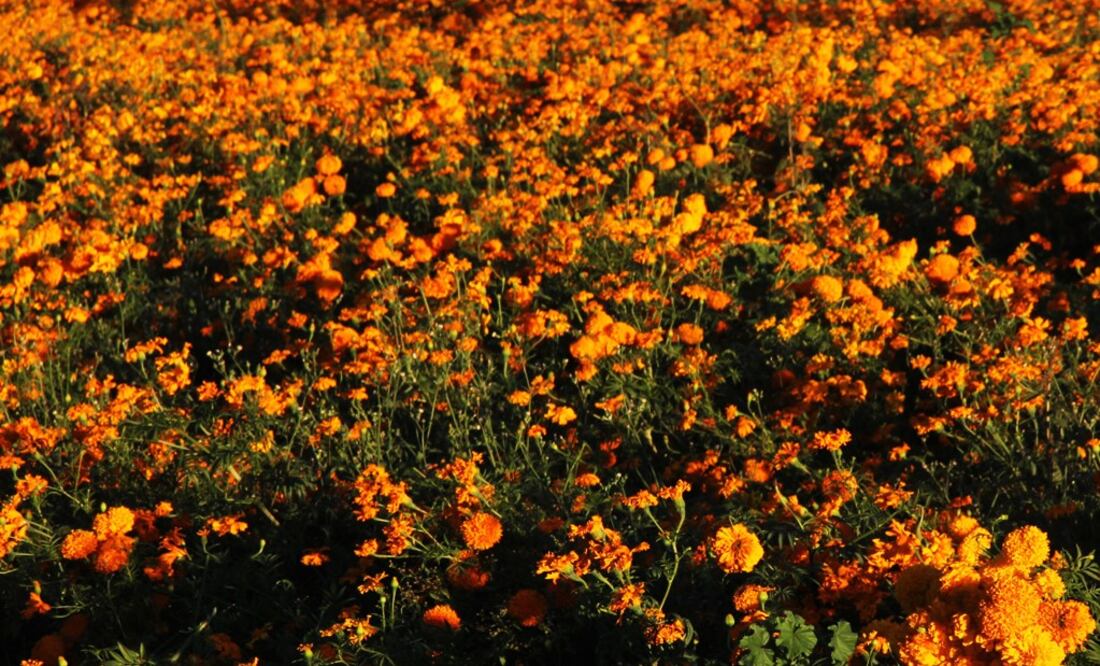 UNAM scientists have grown cempasúchil using the artificial soil – Photo: Víctor Hugo Rojas/EL UNIVERSAL