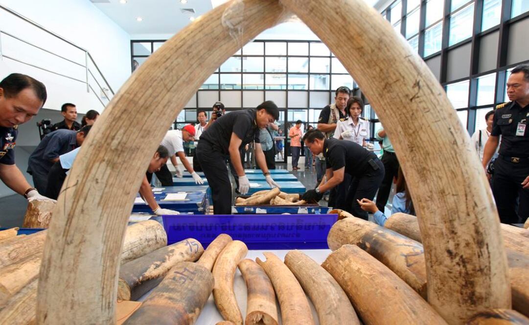 Arderán colmillos de elefante y rinoceronte para denunciar exterminio