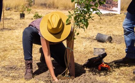 Sembrarán 10 mil árboles en ciudad de Puebla