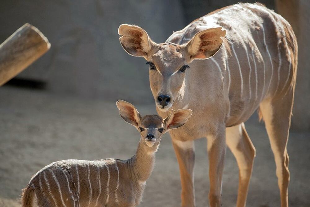 Observa animales acuáticos y terrestres en tiempo real o en tours virtuales / Foto: San Diego Zoo