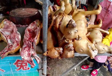 Inicia en China polémico festival de carne de perro pese a prohibición