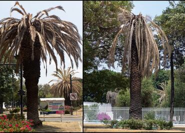 Buscan salvar a 150 palmeras con hongos en Ciudad de Puebla
