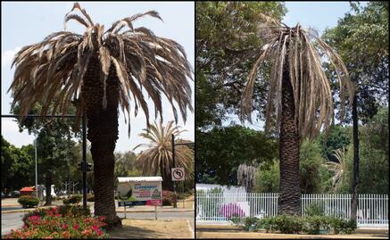 Buscan salvar a 150 palmeras con hongos en Ciudad de Puebla