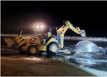 Activistas acusan negligencia en la muerte de ballena enmallada en Mazatlán; Profepa niega que red sea causa de muerte