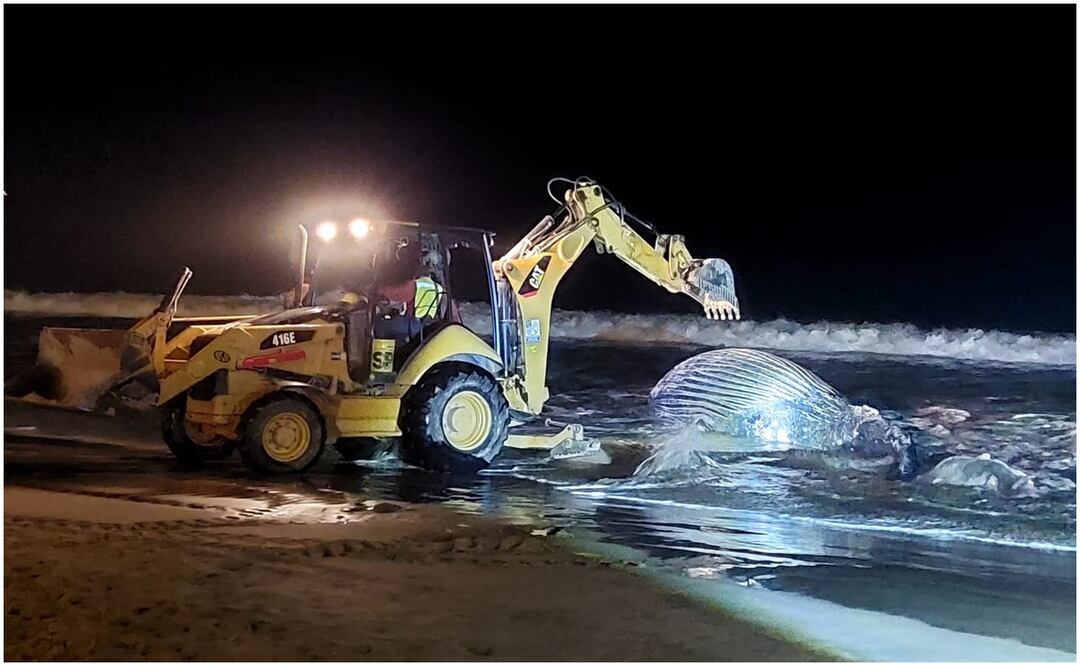 Sepultan a ballena que fue arrojada por el mar en playa de Mazatlán, Sinaloa (9/01/2025). Foto: Oficial