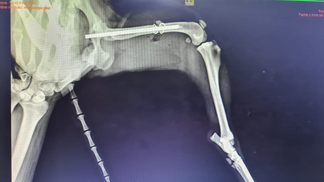 Tras ser rescatado, se recupera y ahora busca una nueva vida. FOTO. Especial/ EL UNIVERSAL/