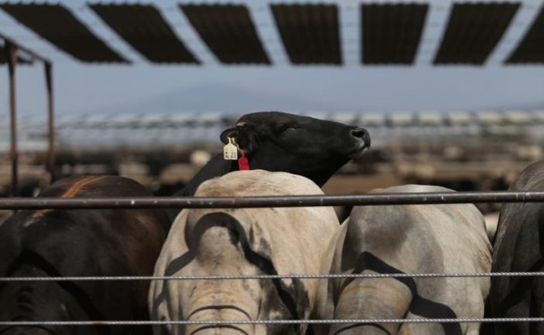Certified beef cattle is pictured at a SuKarne meat processing facility in Vista Hermosa, Michoacan, Mexico - Photo: Edgard Garrido/REUTERS
