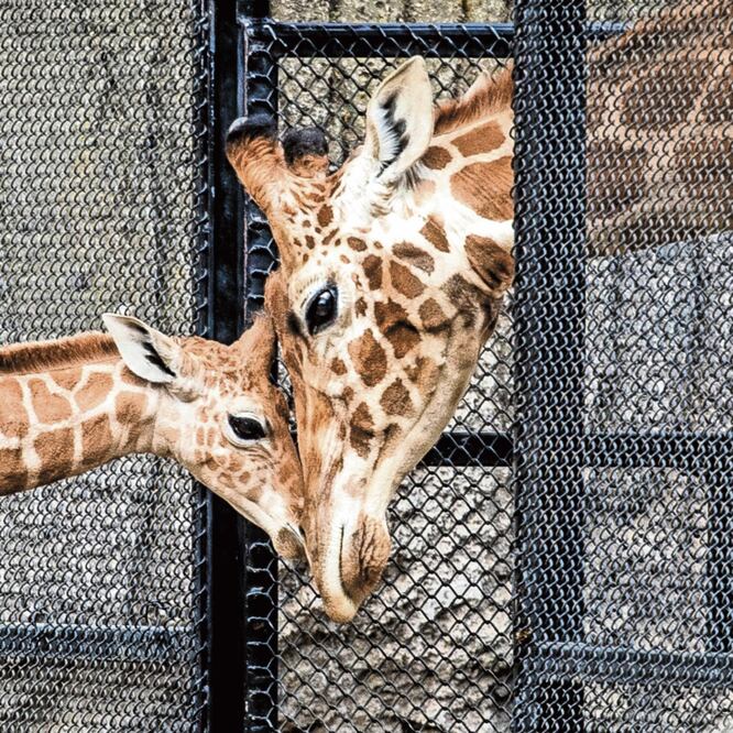 El lenguaje gestual es parte de la comunicación y el lazo que han creado Kayla y Jirafifíta , explica el director del Zoológico de Chapultepec, Juan Carlos Sánchez Olmos. FOTO: GERMÁN ESPINOSA. EL UNIVERSAL