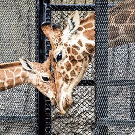 Jirafifíta, la nueva consentida del zoológico de Chapultepec