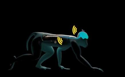 Implante cerebral devuelve movimiento a monos lesionados