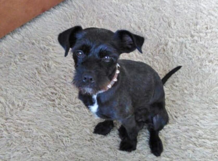 Rayo, el perro que "se ganó la lotería" en Perú