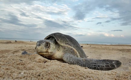 Reforzarán protección a la tortuga en Oaxaca y Michoacán