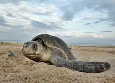 Reforzarán protección a la tortuga en Oaxaca y Michoacán
