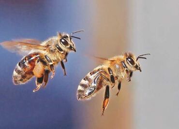 Abejas atacan a 50 alumnos y 9 maestros en primaria de El Rosario, Sinaloa