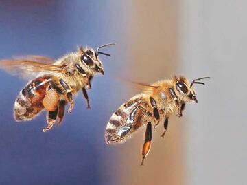 Abejas atacan a 50 alumnos y 9 maestros en primaria de El Rosario, Sinaloa