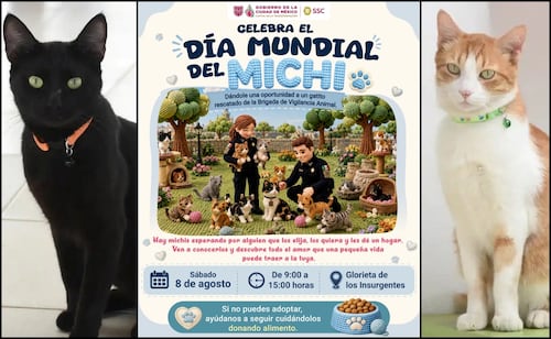 Día Mundial del Gato: SSC celebra jornada de adopción en la Glorieta de Insurgentes; "hay michis esperando por alguien que los elija"