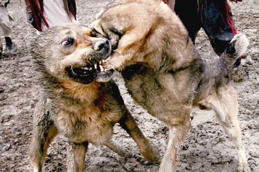 La iniciativa busca garantizar el buen trato a los animales; sólo en Baja California Sur y Puebla las peleas de perros son tipificadas como delito (ARCHIVO EL UNIVERSAL)