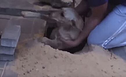 Video. Rescatan en Rusia a otra perra enterrada viva