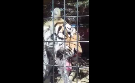 Profepa asegura tigre en Sonora; sigue disputa por custodia