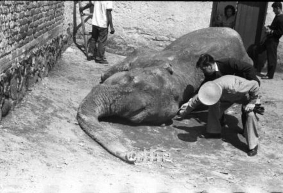 Una elefanta anduvo suelta en la ciudad