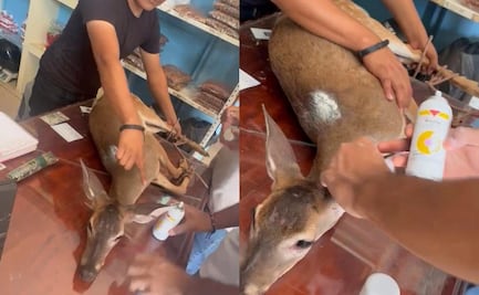 Rescatan a venado cola blanca en Huejutla, Hidalgo; resultó herido al escapar de cazadores