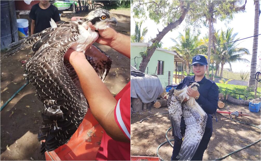 Rescatan águila pescadora. Foto: Oficial