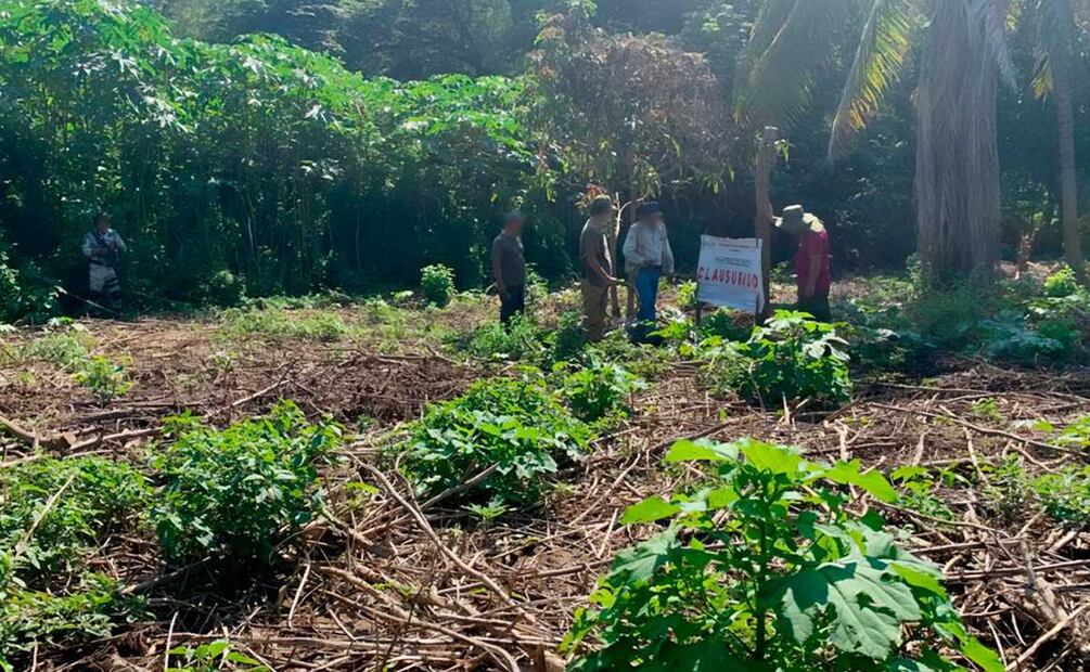 Profepa visita 14 estados por afectaciones a manglares (07/11/2025). Foto: Especial