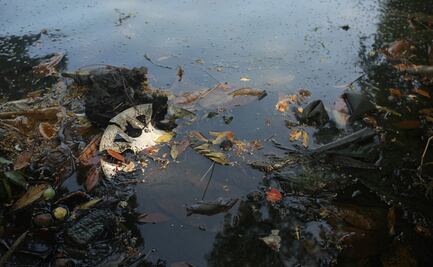 Gráficos que muestran que "somos la especie más peligrosa de la historia"