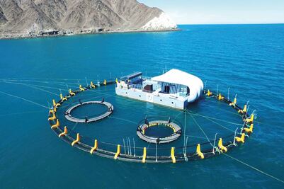 Delfines rastrean vaquitas