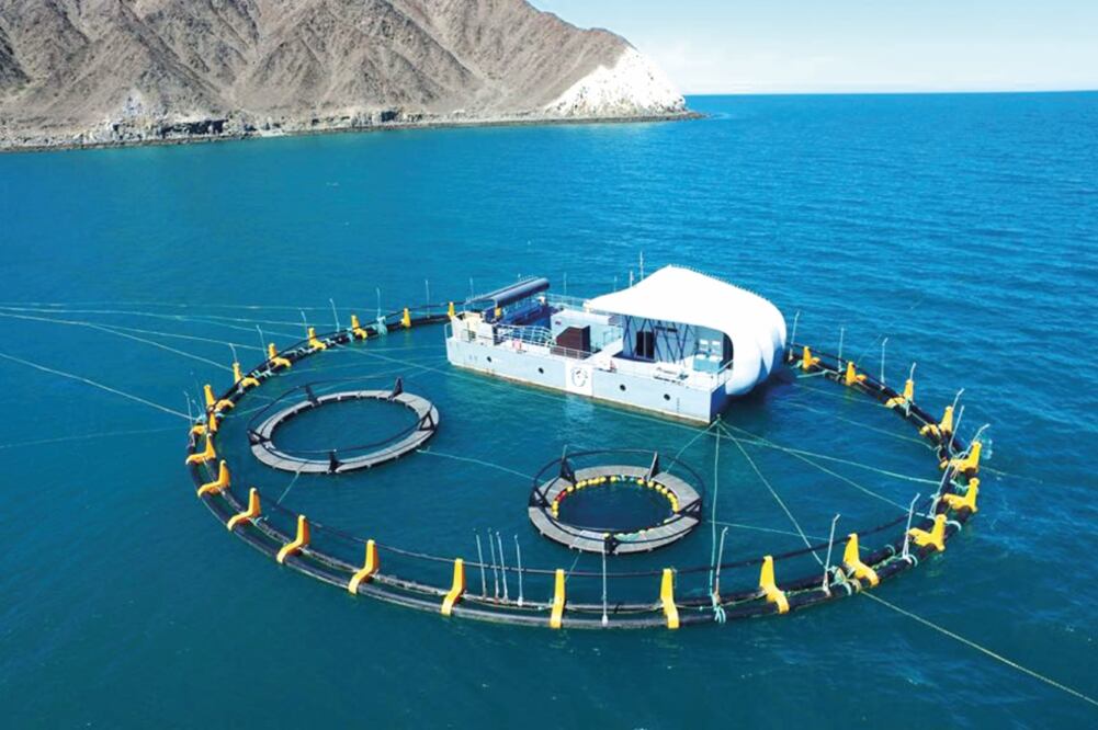 El plan de conservación Vaquita CPR se realizará a la par de los esfuerzos conjuntos para eliminar la amenaza de las redes agalleras y la pesca ilegal en la zona (CORTESÍA)