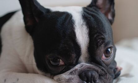Bulldog francés conquista TikTok al comprar comida rápida en su propio y lujoso auto