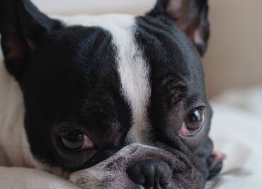 Bulldog francés conquista TikTok al comprar comida rápida en su propio y lujoso auto