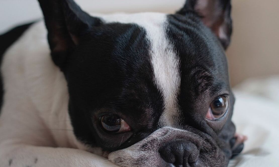 Bulldog francés. Fuente: Pixabay