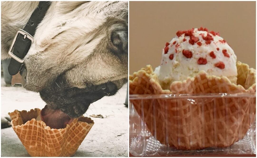 El helado es sabor tocino y los humanos pueden consumirlo también (Foto Cortesía)