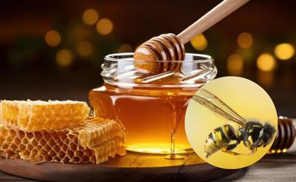 ¿Las avispas hacen miel? Esto reveló un biólogo