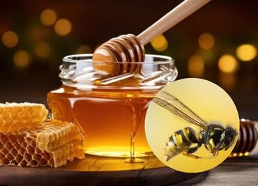 ¿Las avispas hacen miel? Esto reveló un biólogo