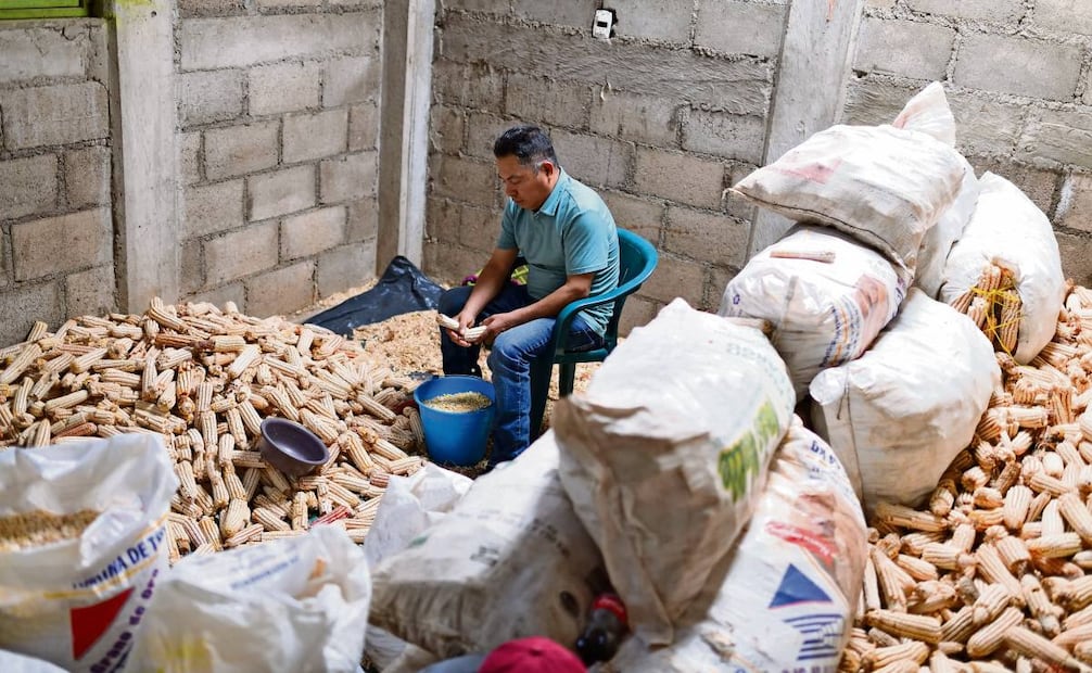 En El Carrizal, los habitantes siguen dedicándose a lo de siempre: a sembrar maíz, frijol y calabaza. Foto: Salvador Cisneros / EL UNIVERSAL