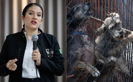 Rescate en el Refugio Franciscano fue por investigación de maltrato animal, afirma Bertha Alcalde; niega que haya sido despojo