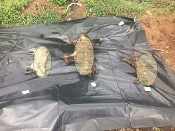 Investigan presunto envenenamiento de perros en Veracruz