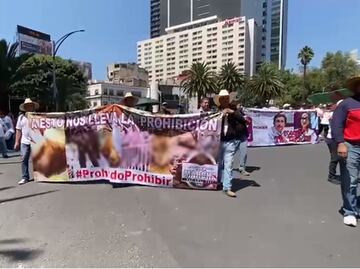 “Es una diversión para nosotros”: marchan a favor de la tauromaquia y las peleas de gallos en la CDMX, VIDEO