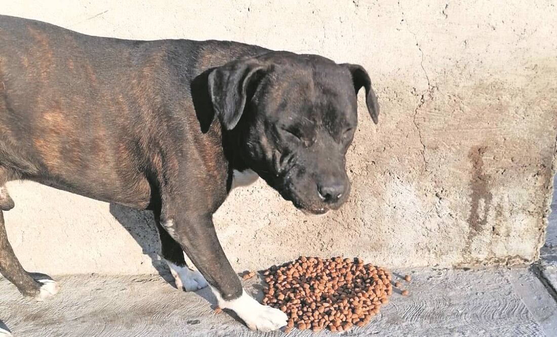 Buscan a dueño del perro que atacó a niña de 2 años en Sinaloa. Foto: EL UNIVERSAL