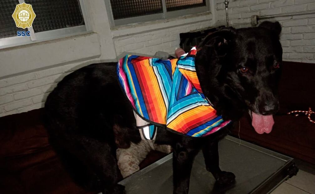 Los oficiales detectaron que al interior del vehículo, también viajaba un perrito de talla mediana, color negro. Foto: SSC