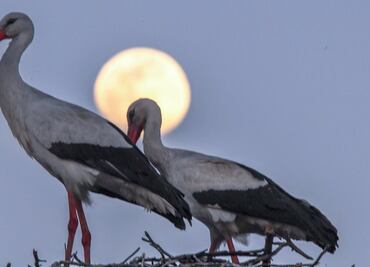 Qué es la "luna de gusano", la superluna que no se veía desde hace 40 años