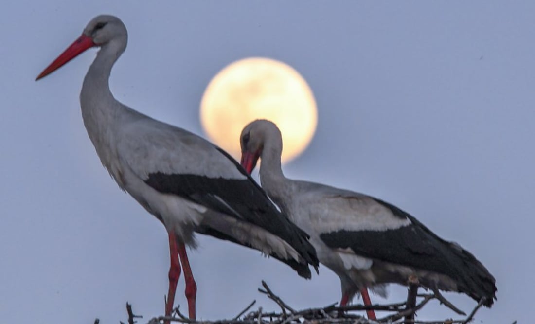La "Luna de Gusano" es la tercera superluna de 2019 (Foto: EPA)