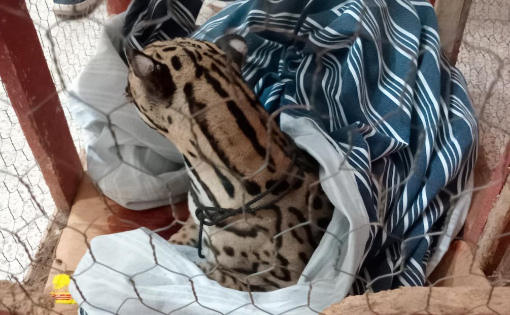 Profepa traslada a ocelote herido tras posible accidente vehicular en Oaxaca (05/03/2026). Foto: Especial