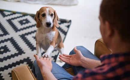 Esta es la manera en la que los perros piden perdón, según especialista en conducta