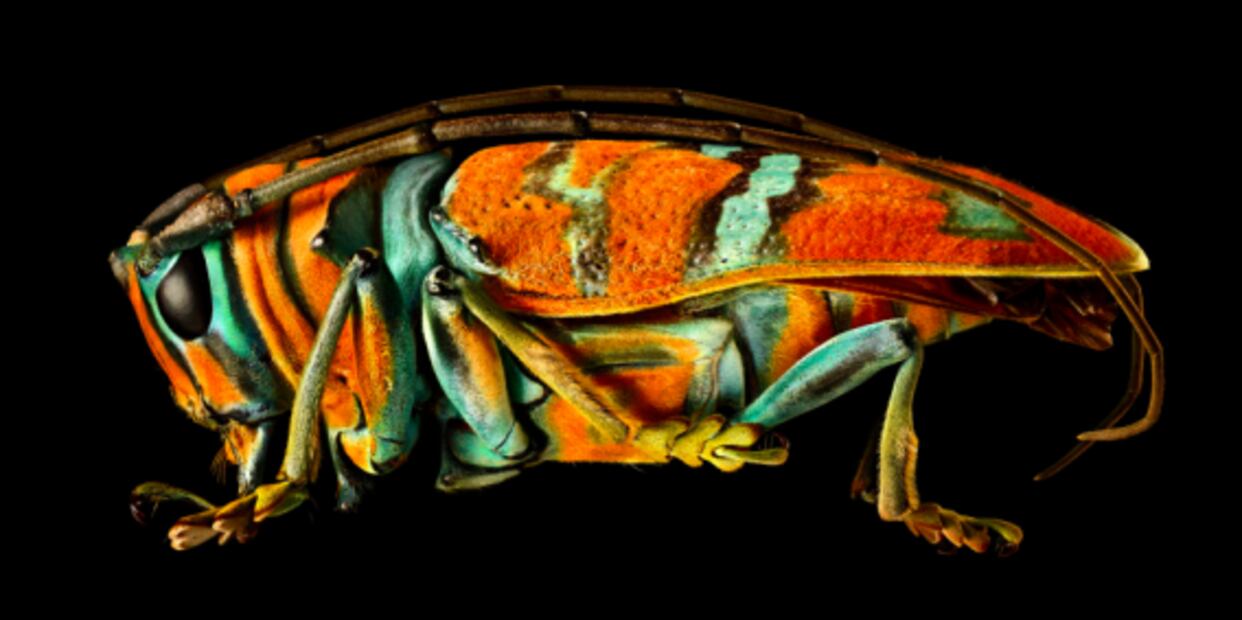 Levon Biss, el fotógrafo que capta la belleza de los insectos