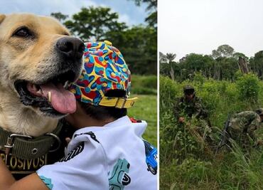 Ada, la perrita que perdió la vista tras erradicar cultivos de coca ahora es terapeuta infantil